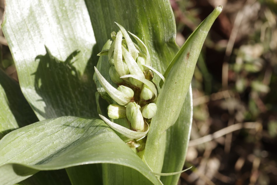 orchidea che ci prova